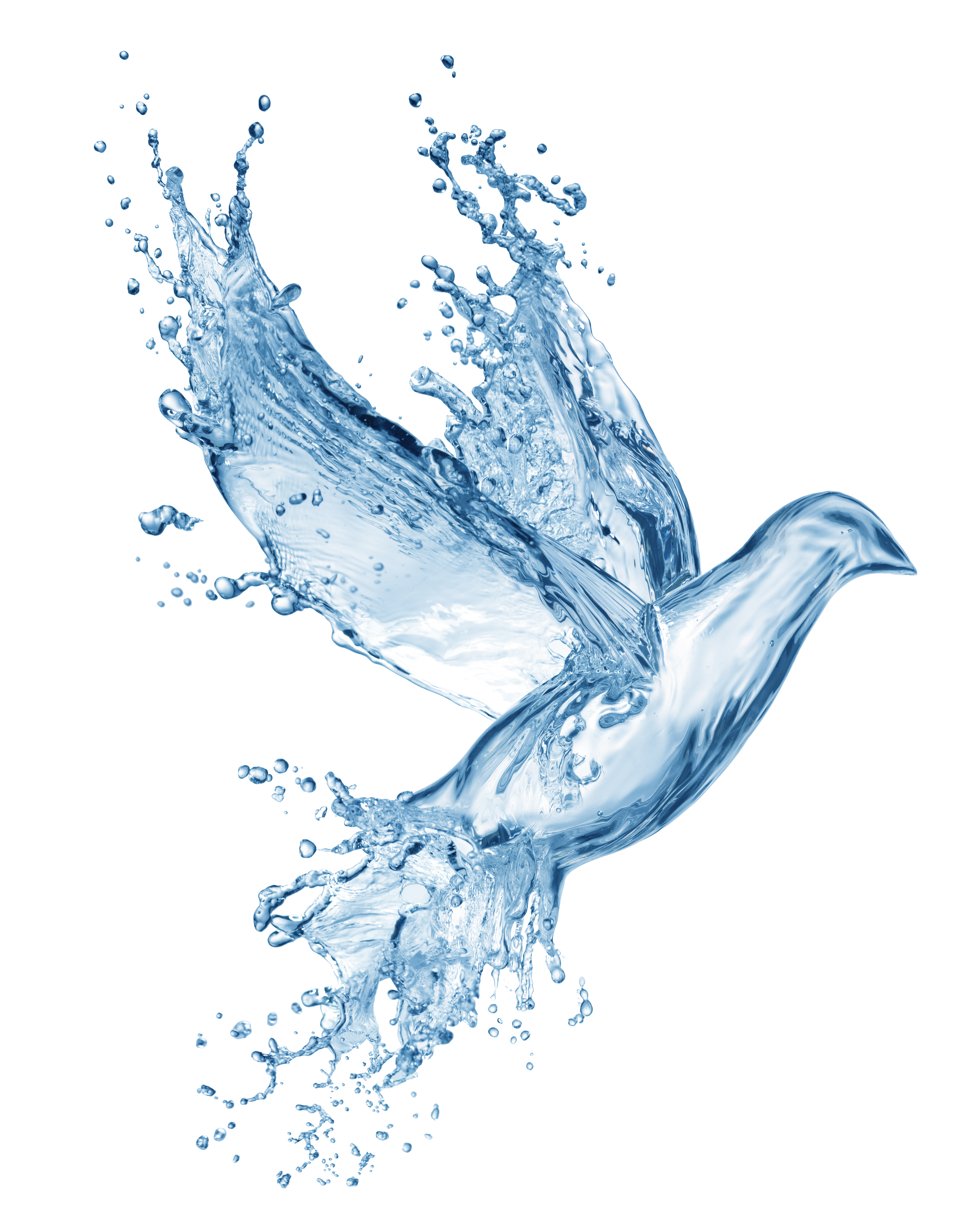 waterbird